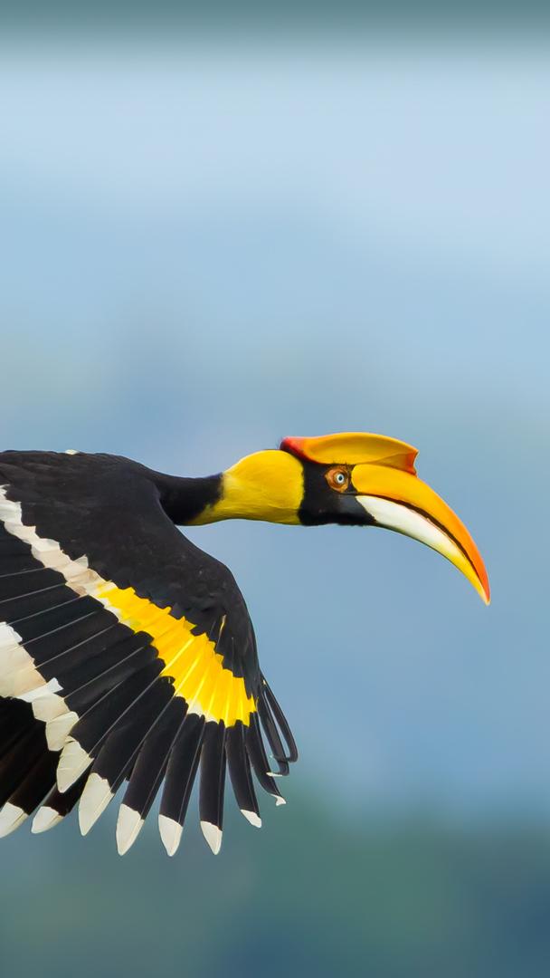 双角犀鸟，考艾国家公园，泰国 (© kajornyot wildlife photography/Shutterstock)