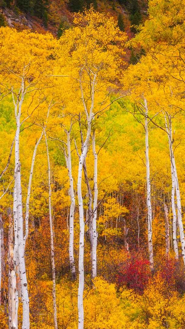 马布尔附近的白杨树，科罗拉多州，美国 (© Jason Hatfield/TANDEM Stills + Motion)