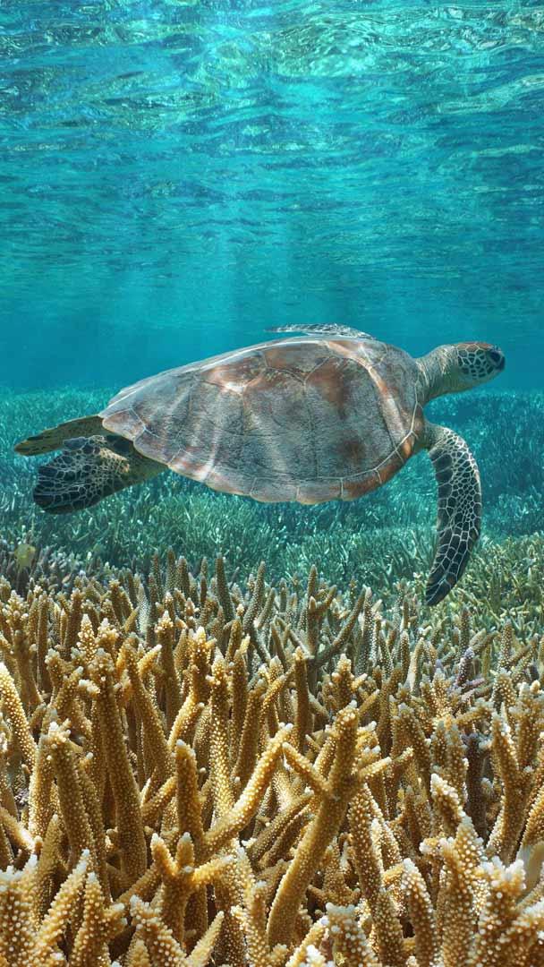 一只绿海龟在太平洋中游泳，法国海外属地新喀里多尼亚 (© Damsea/Shutterstock)