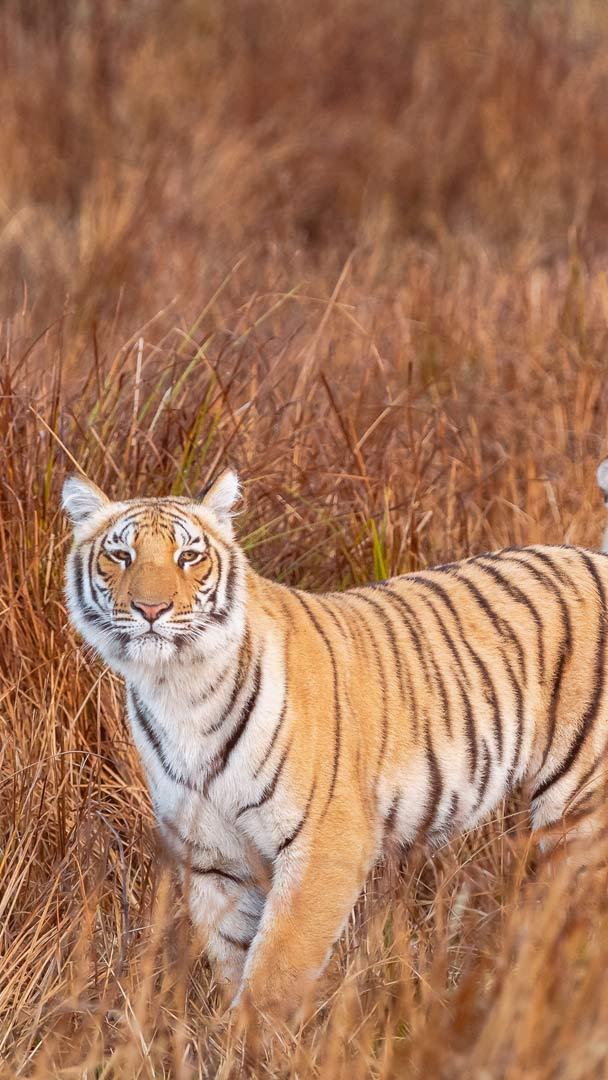 科贝国家公园的老虎兄弟，北阿坎德邦，印度 (© Sourabh Bharti/Getty Images)