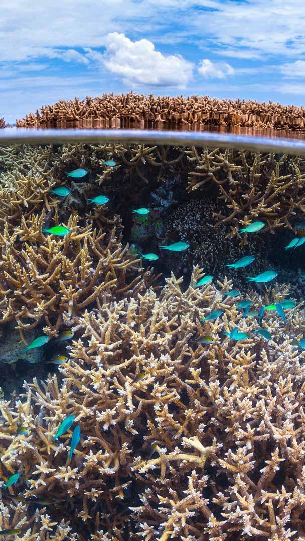 Coral reef in the Indian Ocean, Mayotte, France (© Gabriel Barathieu/Minden Pictures)