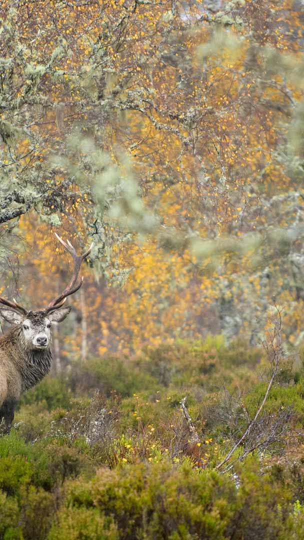 加里东林中的马鹿，阿夫力谷，苏格兰高地 (© Terry Whittaker/Alamy)