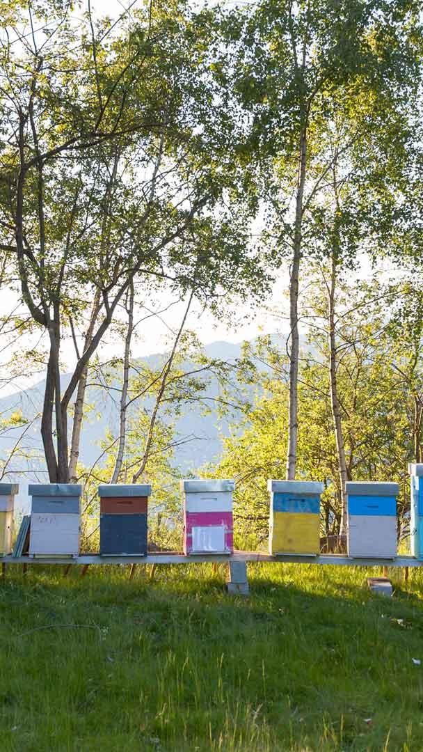 Colourful beehives, Italy (© Roberto Caucino/Shutterstock)