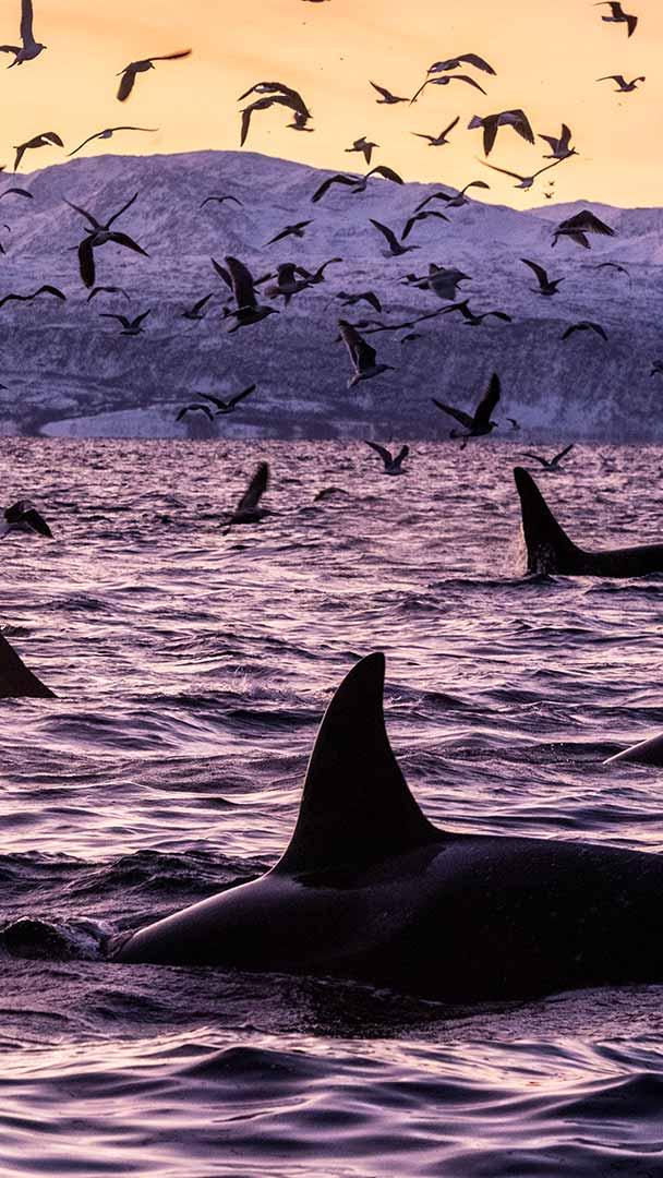 Killer whales in the waters off Spildra, Norway (© Alex Mustard/Minden Pictures)