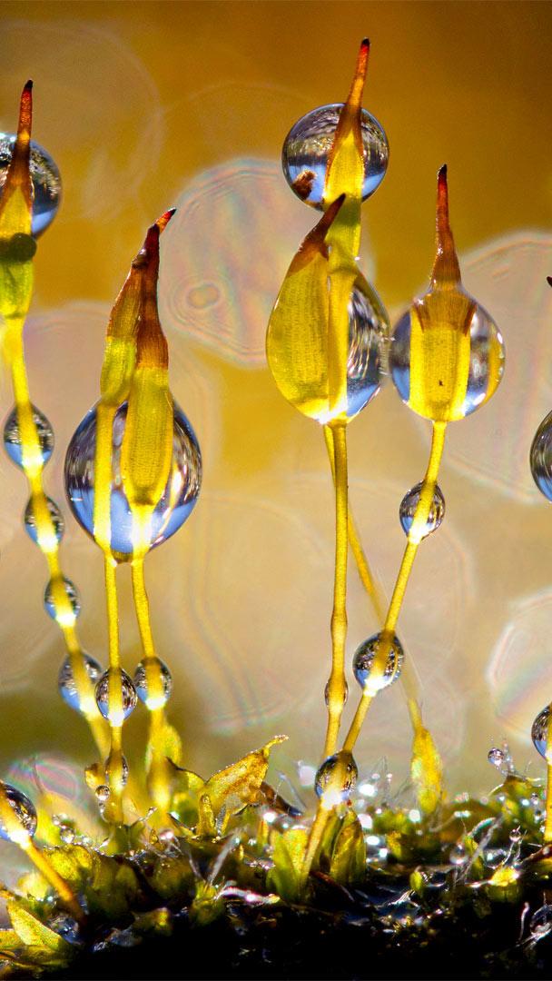Wall-screw moss glistening with water droplets, Netherlands (© Arjan Troost/Minden Pictures)