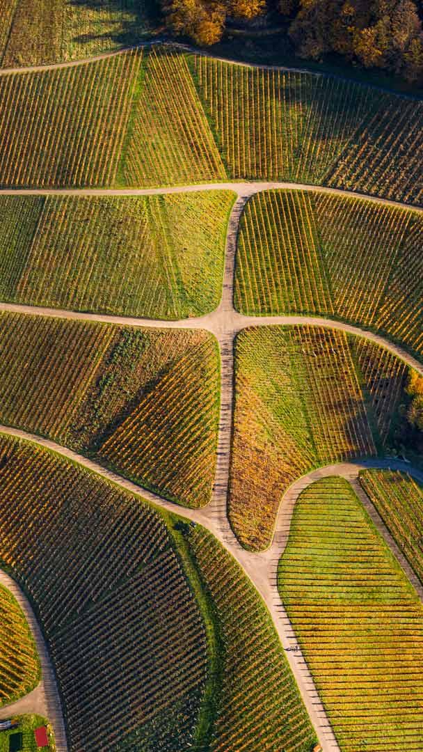 Aerial view of vineyards, Varnhalt, Black Forest, Germany (© Sabine Gerold/Amazing Aerial Agency)