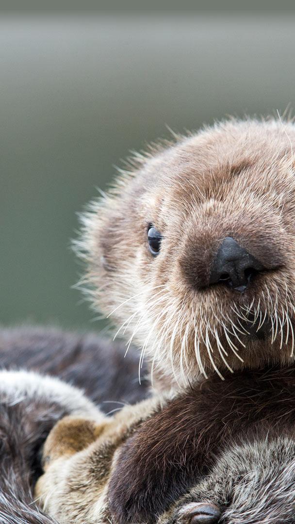 Sea otter pup, Prince William Sound, Alaska (© Donald M. Jones/Minden Pictures)