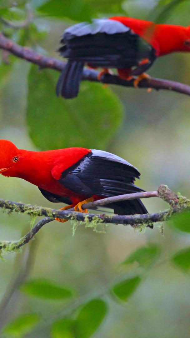 Andenfelsenhähne, Ecuador (© Kit Day/Alamy)