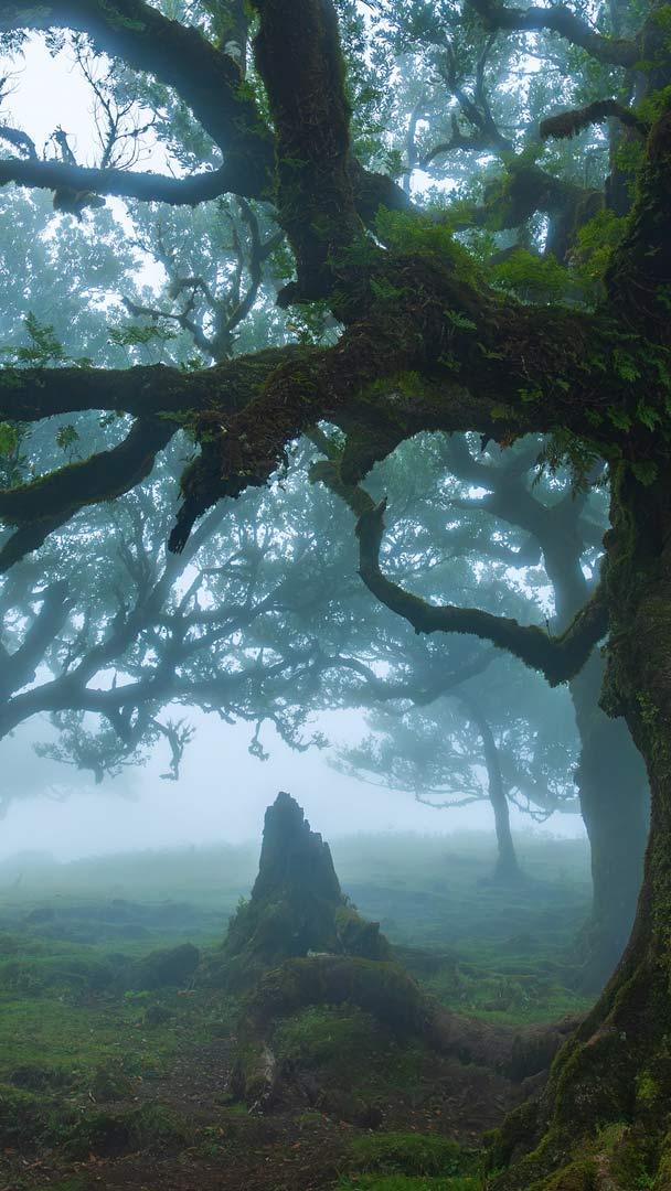 Uralte Stinklorbeerbäume im Fanal-Wald auf der Insel Madeira, Portugal (© Lukas Jonaitis/Shutterstock)