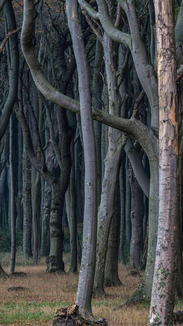 Gespensterwald, Nienhagen, Mecklenburg-Vorpommern (© mauritius images GmbH/Alamy Stock Photo)