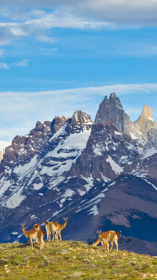 Guanakos, Nationalpark Los Glaciares, Patagonien, Argentinien (© Yva Momatiuk and John Eastcott/Minden Pictures)