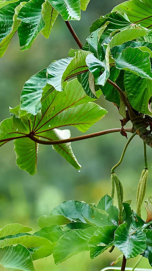 Fischertukan in Costa Rica (© Juan Carlos Vindas/Getty Images)