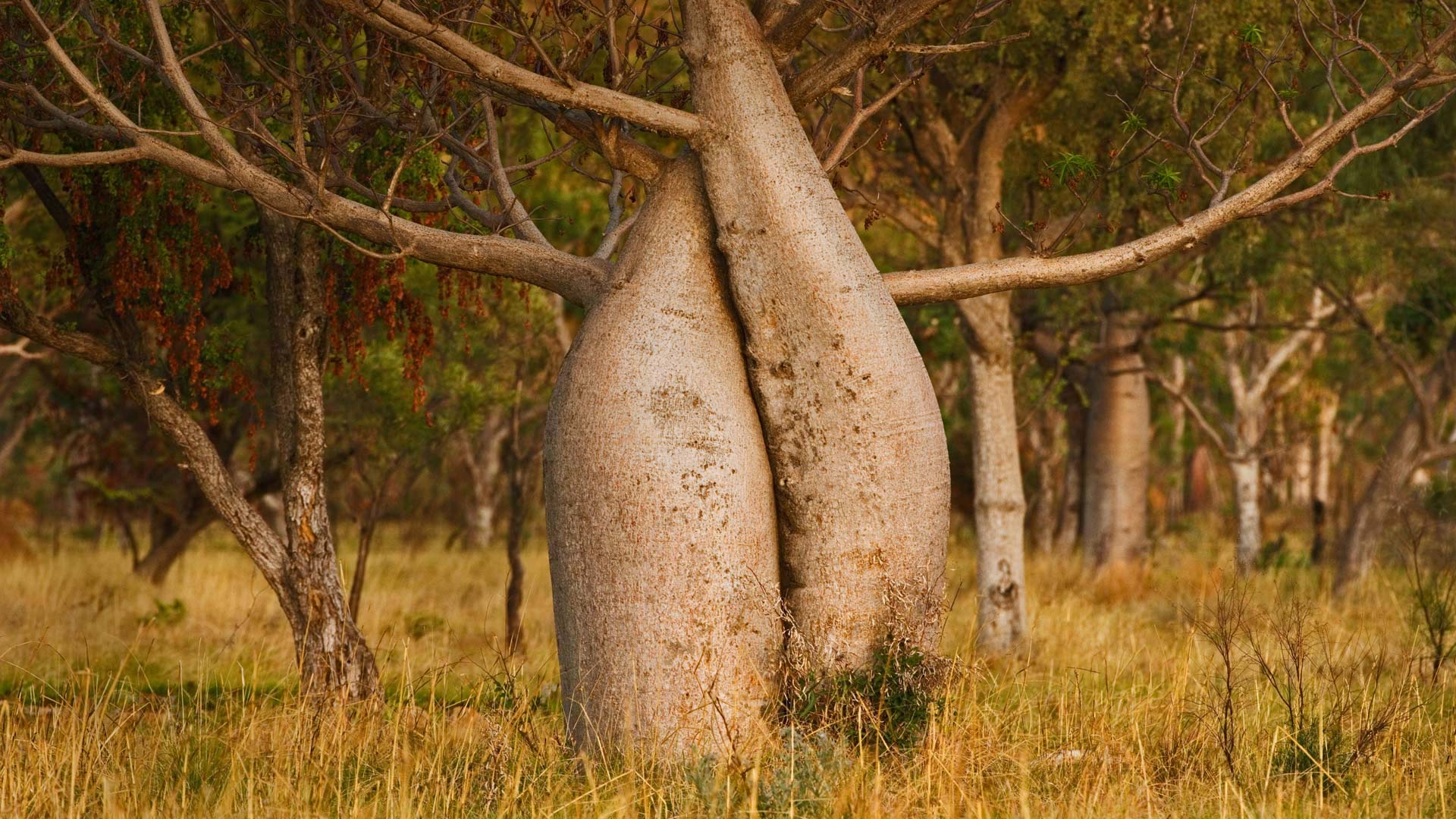 植物界的老寿星