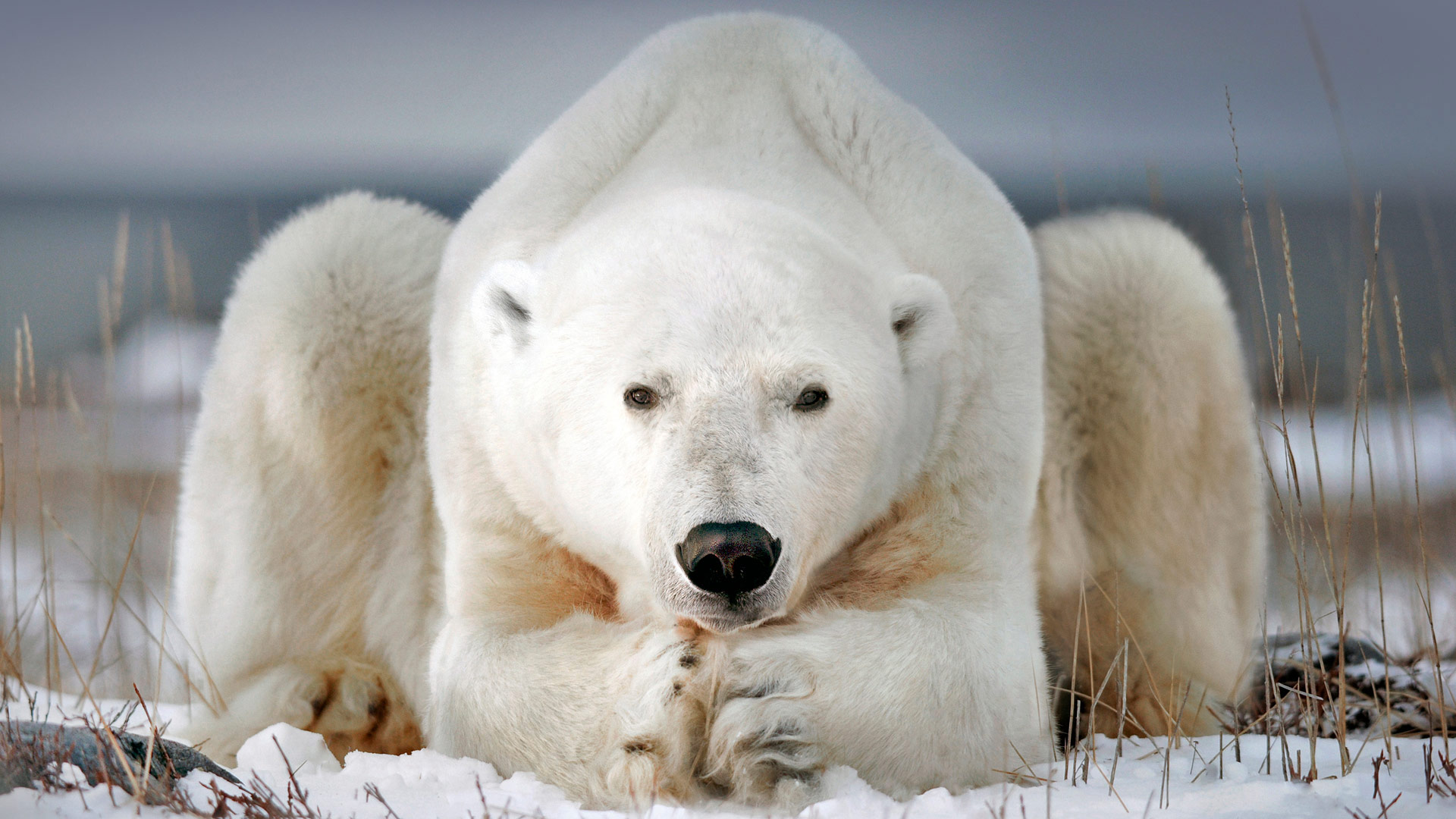 北极熊图片 壁纸,北极熊霸气图片 - 伤感说说吧