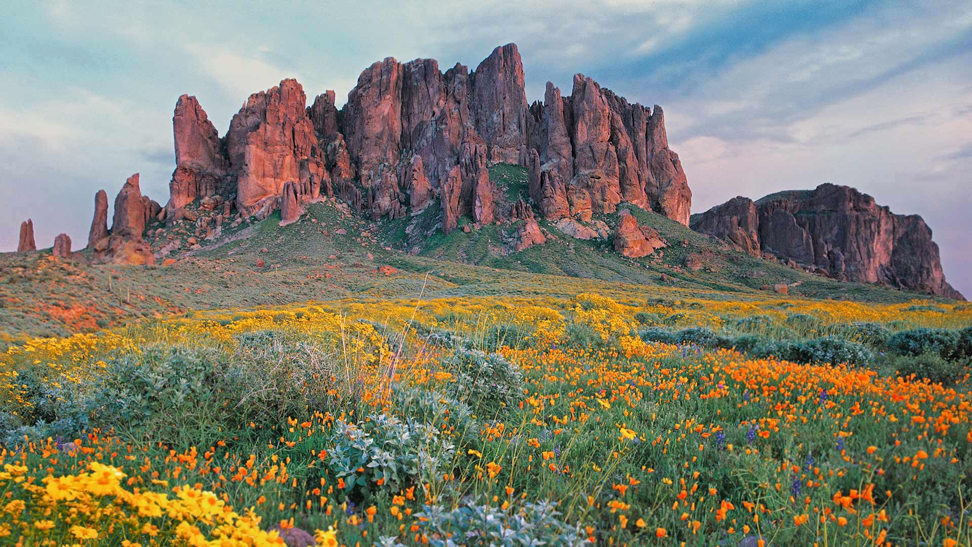 迷失荷兰人国家公园里盛开的野花，亚利桑那 