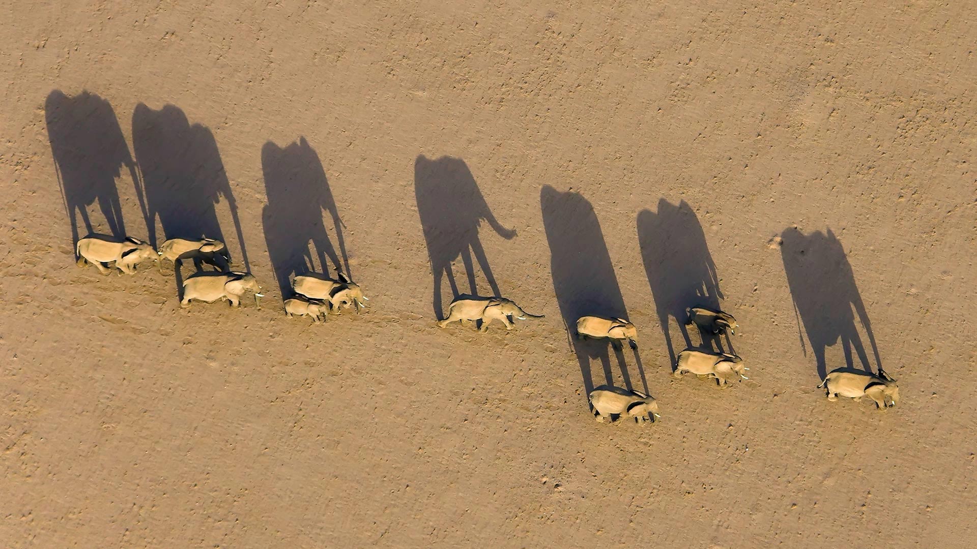 达马拉兰地区的象群，纳米比亚 