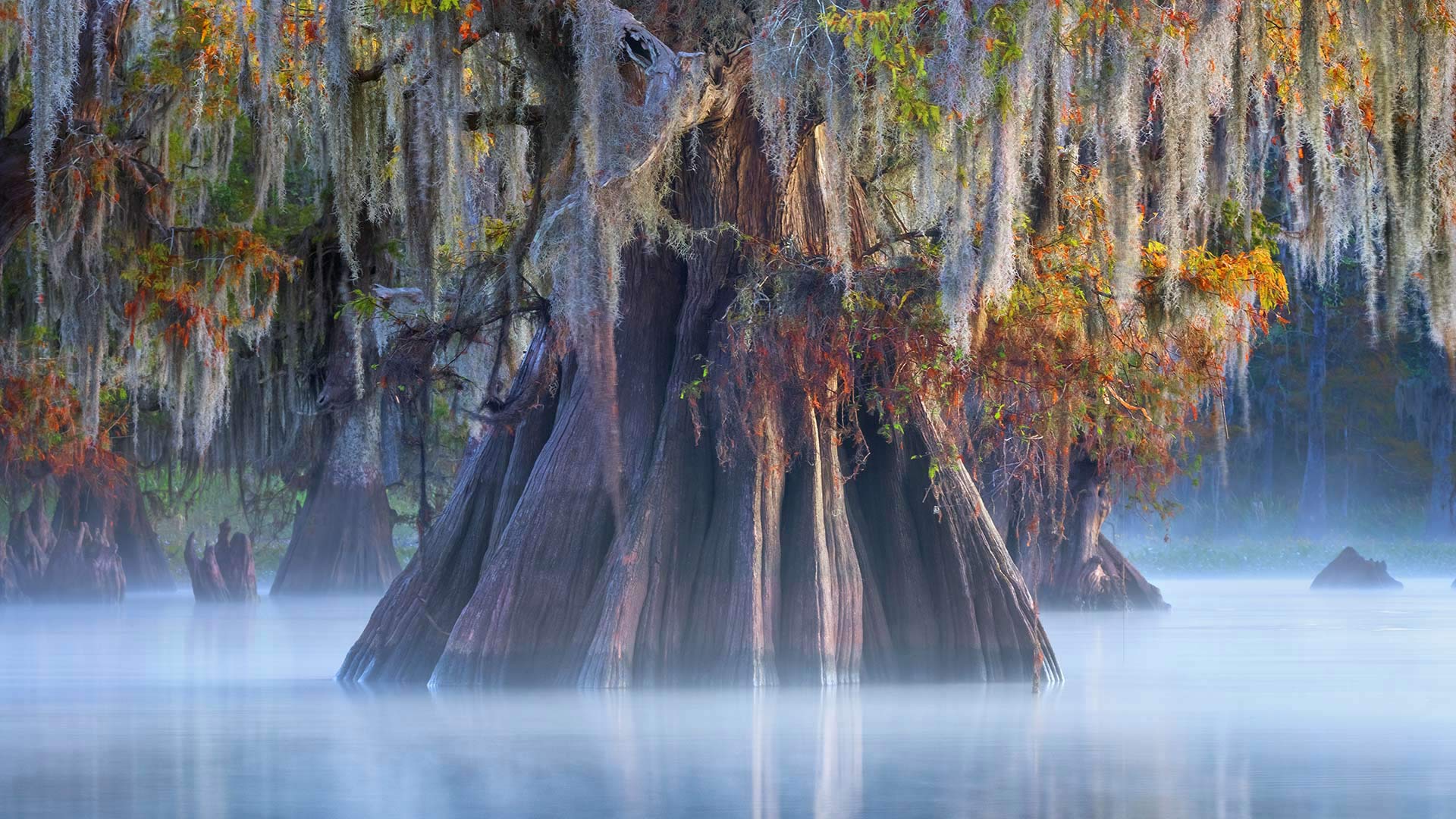 阿查法拉亚盆地中的一棵柏树，路易斯安那州 