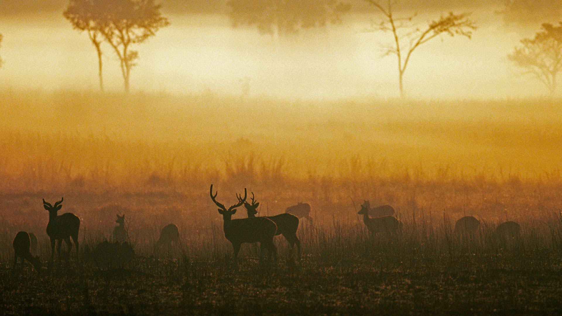 黎明时分薄雾草原上的白斑鹿，印度中央邦坎哈国家公园 