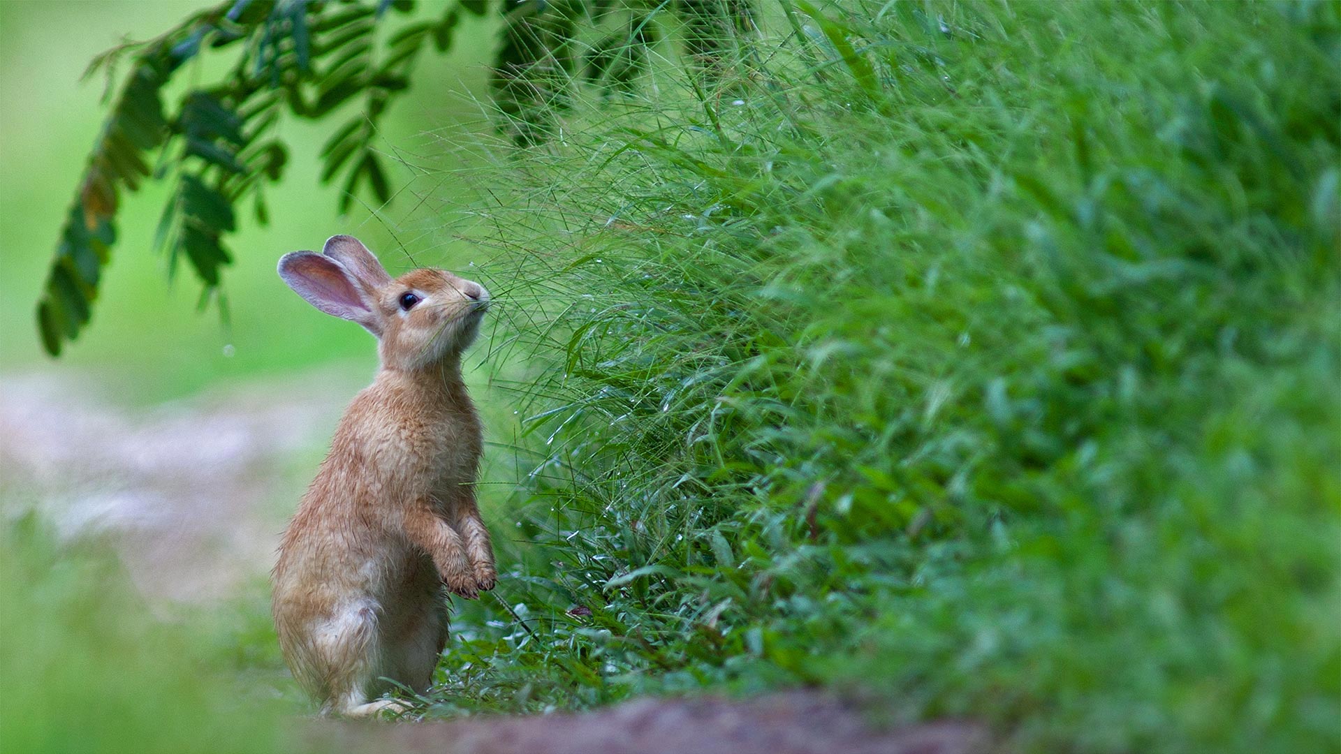 草丛里的一只兔子 
