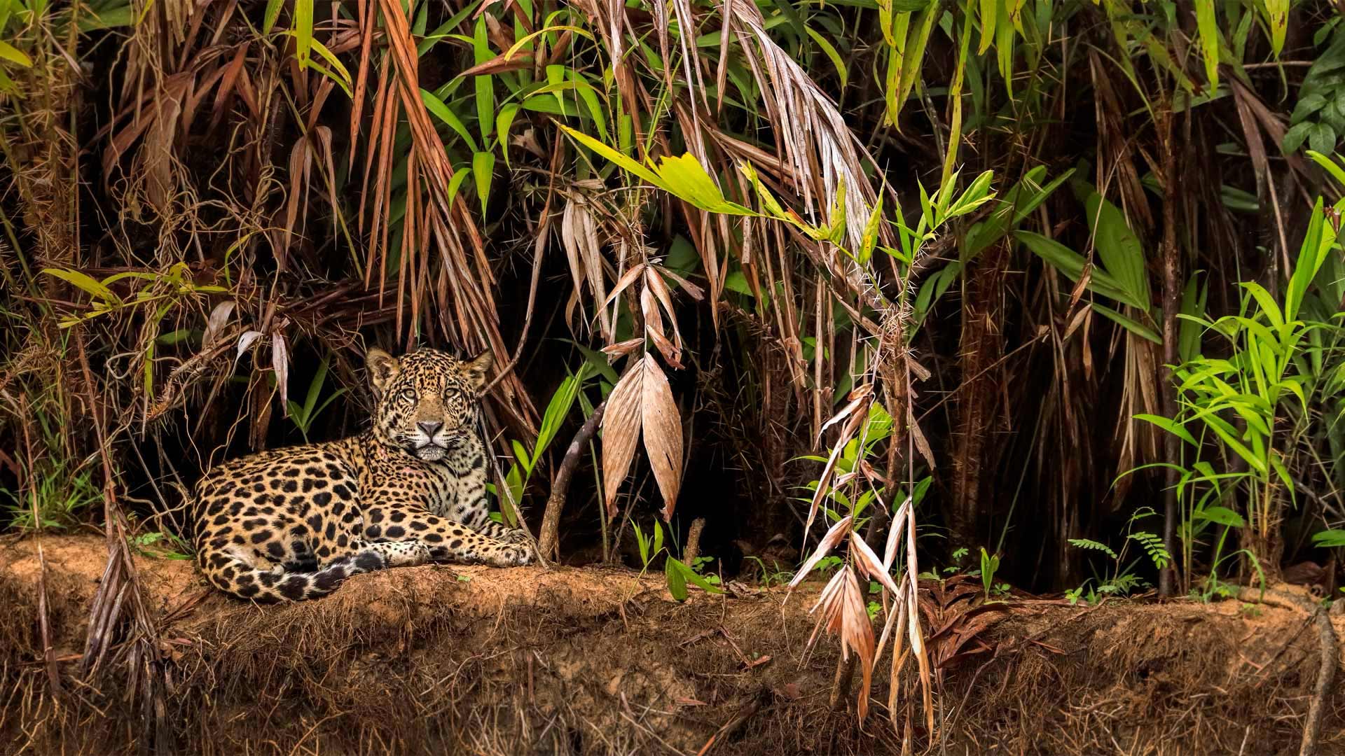 潘塔纳尔湿地的美洲豹，巴西 