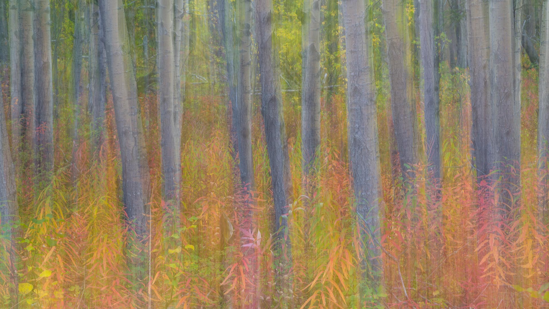 克鲁瓦尼国家公园中杨树的抽象动态模糊影像，育空 