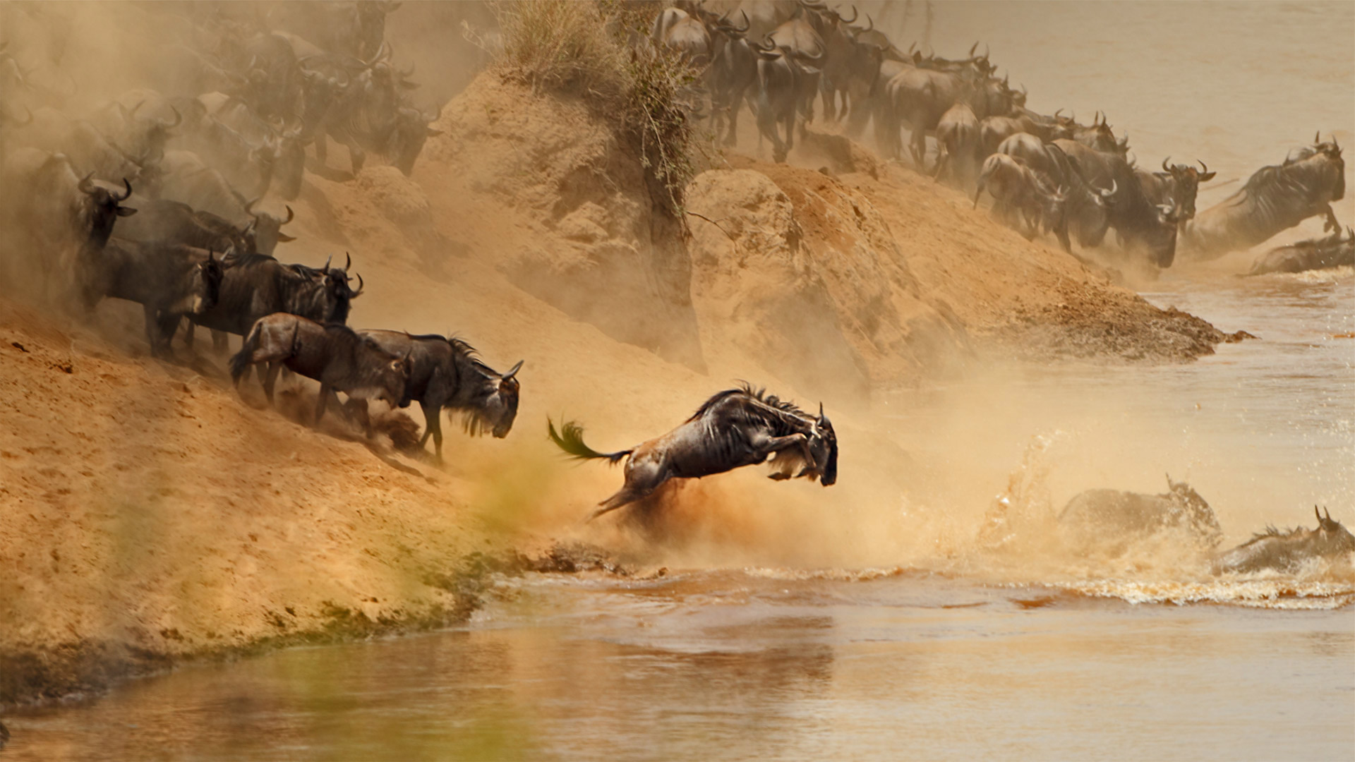 角马群穿越在肯尼亚和坦桑尼亚之间的马拉河 