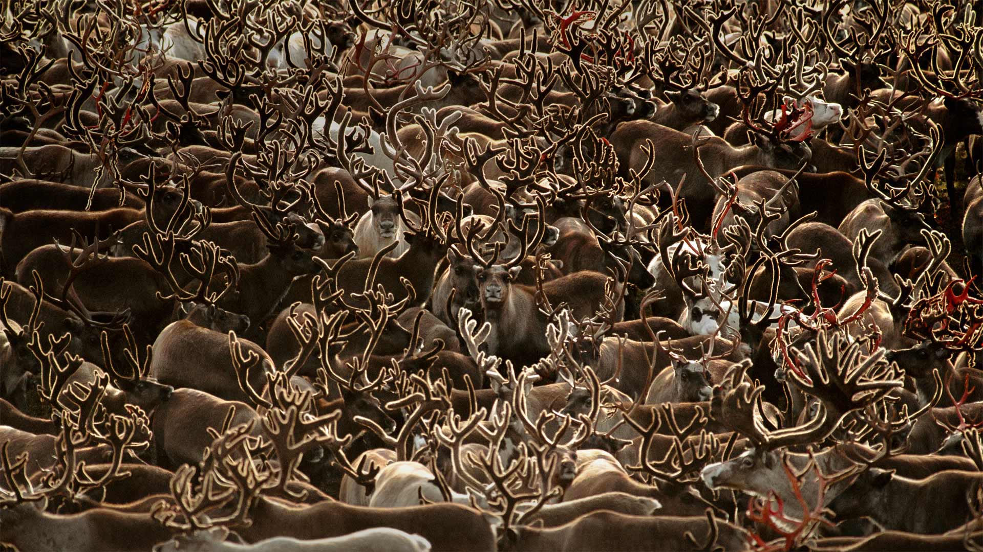 科伯克谷国家公园里的驯鹿，阿拉斯加 
