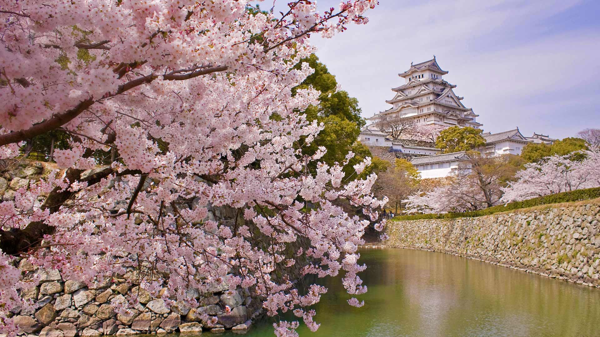 盛开的樱花和姬路城，日本姬路 