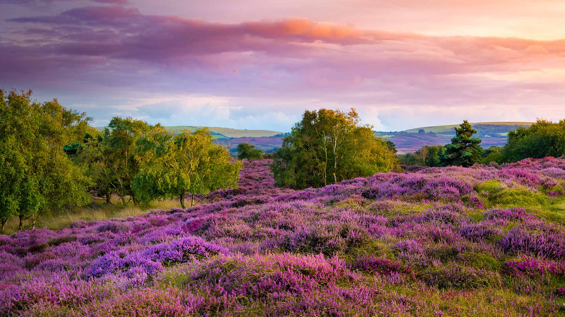 斯塔德兰附近荒野上丛生的紫色和粉红色帚石楠，英国多塞特郡 