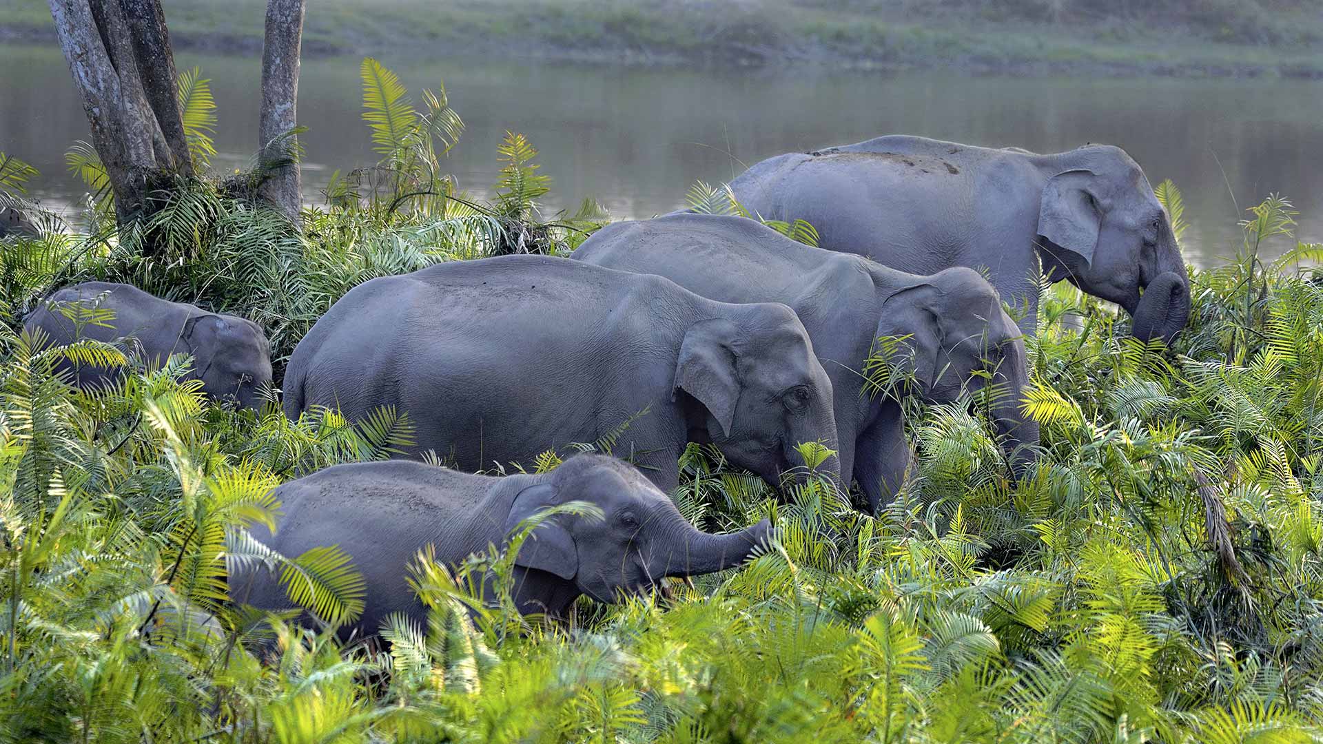 卡齐兰加国家公园的亚洲象群，印度阿萨姆邦 