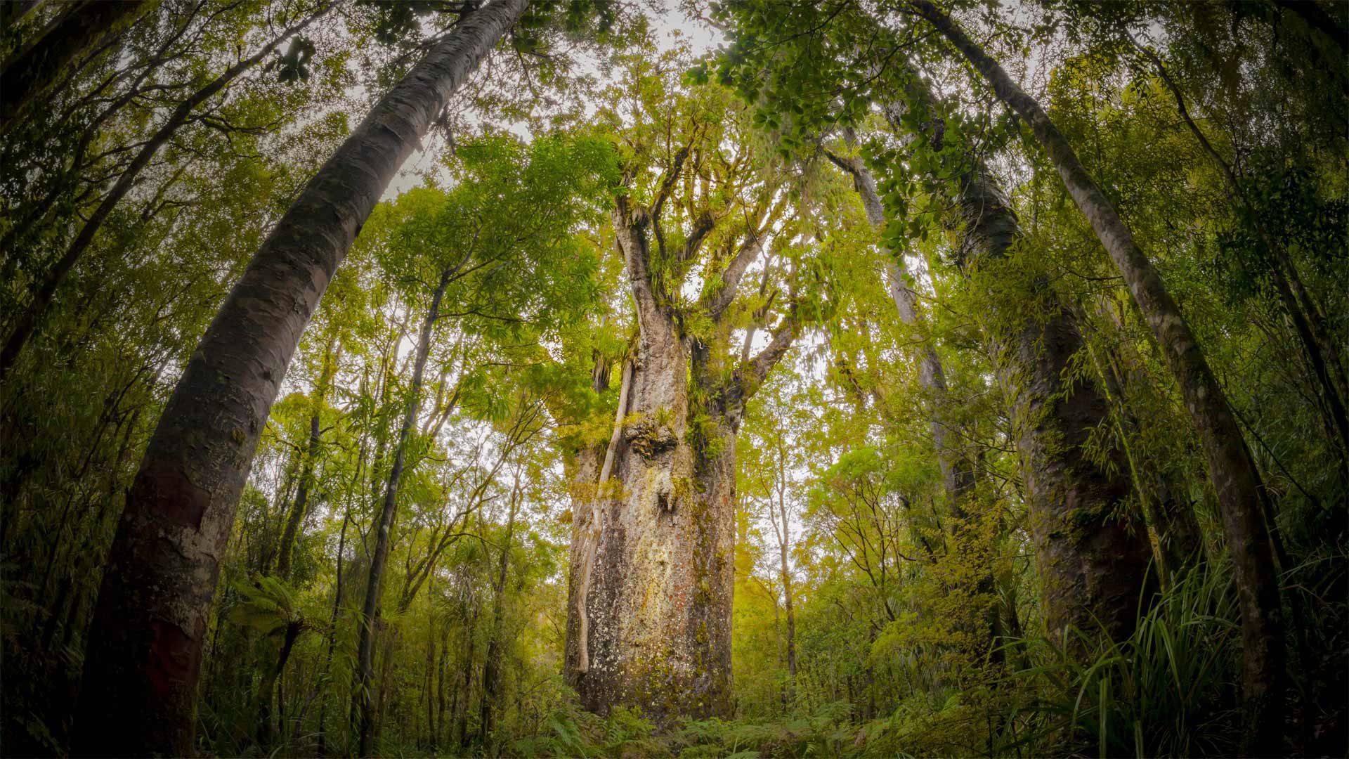 怀波瓦森林中一棵名为Te Matua Ngahere的巨型贝壳杉树 ，新西兰北地 