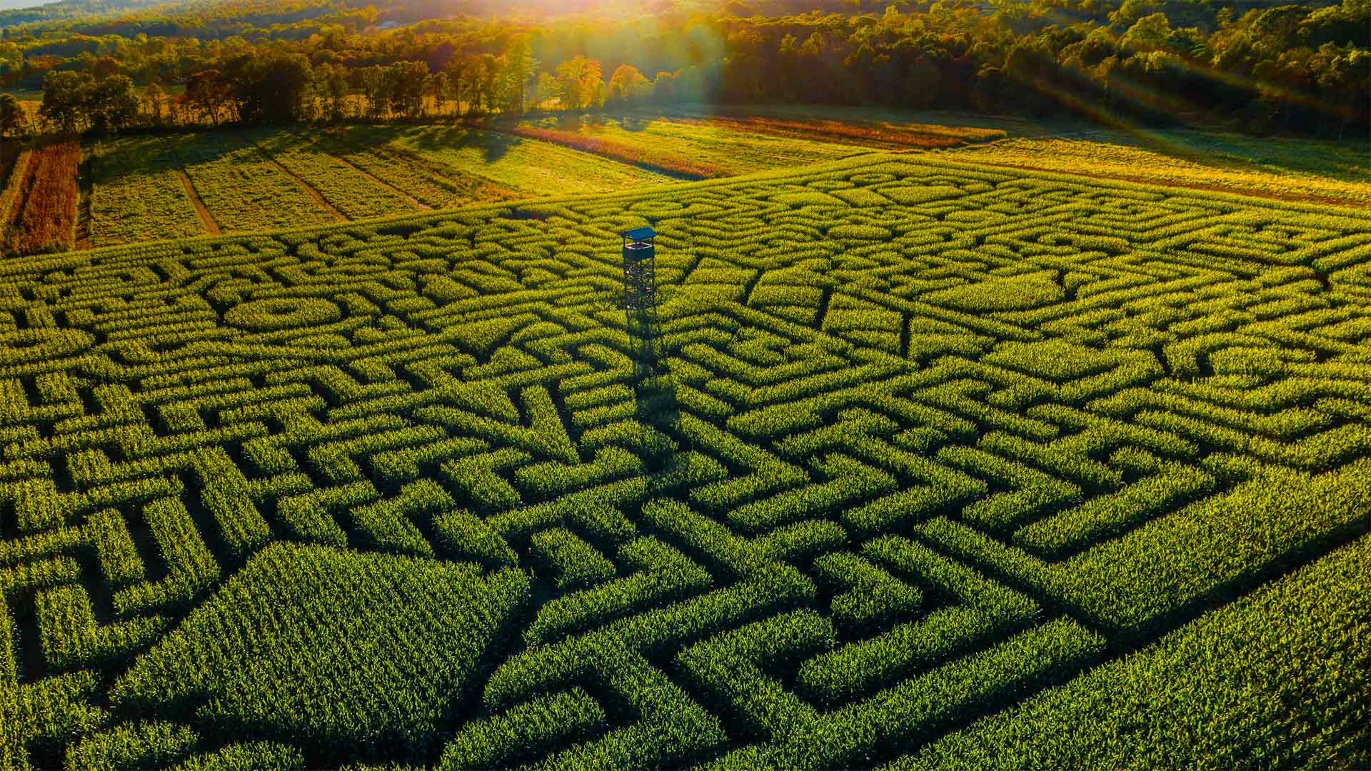克林格尔农场的Mazezilla玉米田迷宫，宾夕法尼亚州  