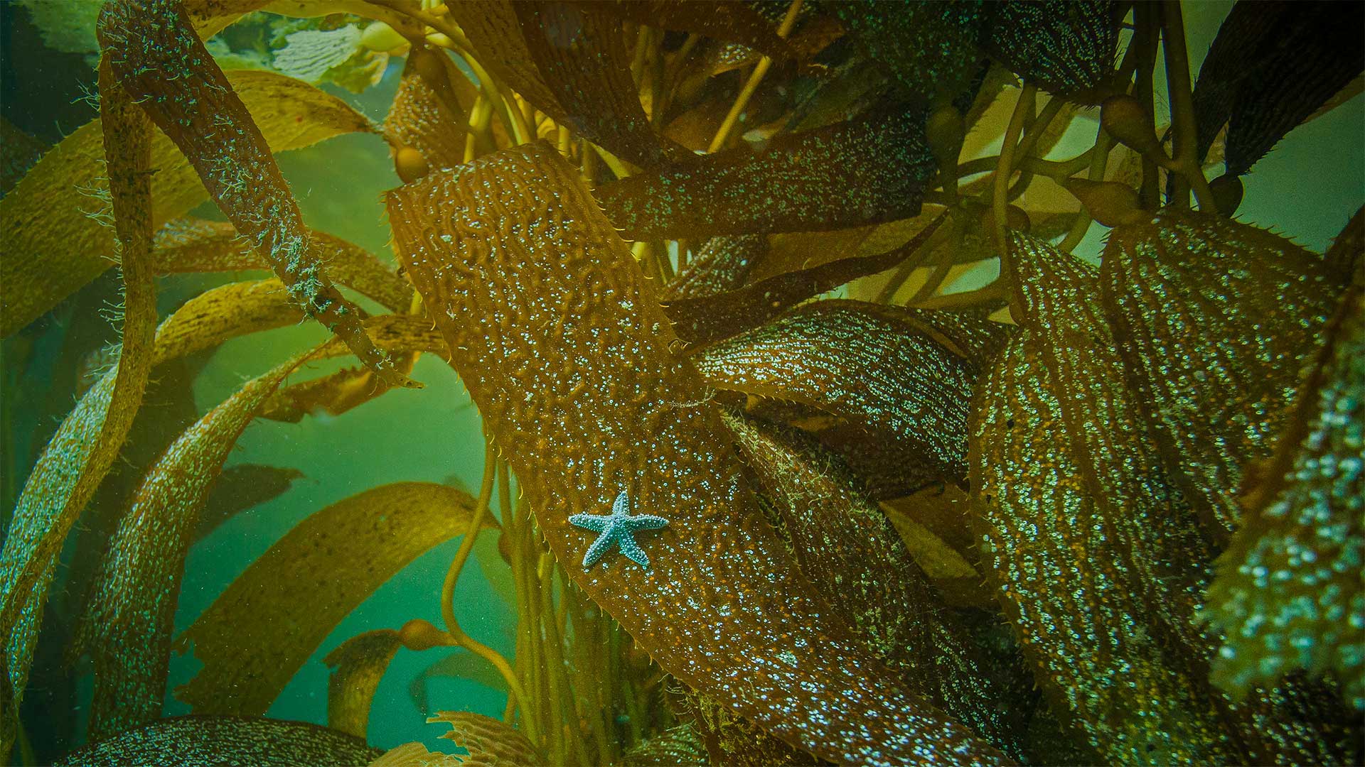 在加州海岸海藻上的赭色海星 