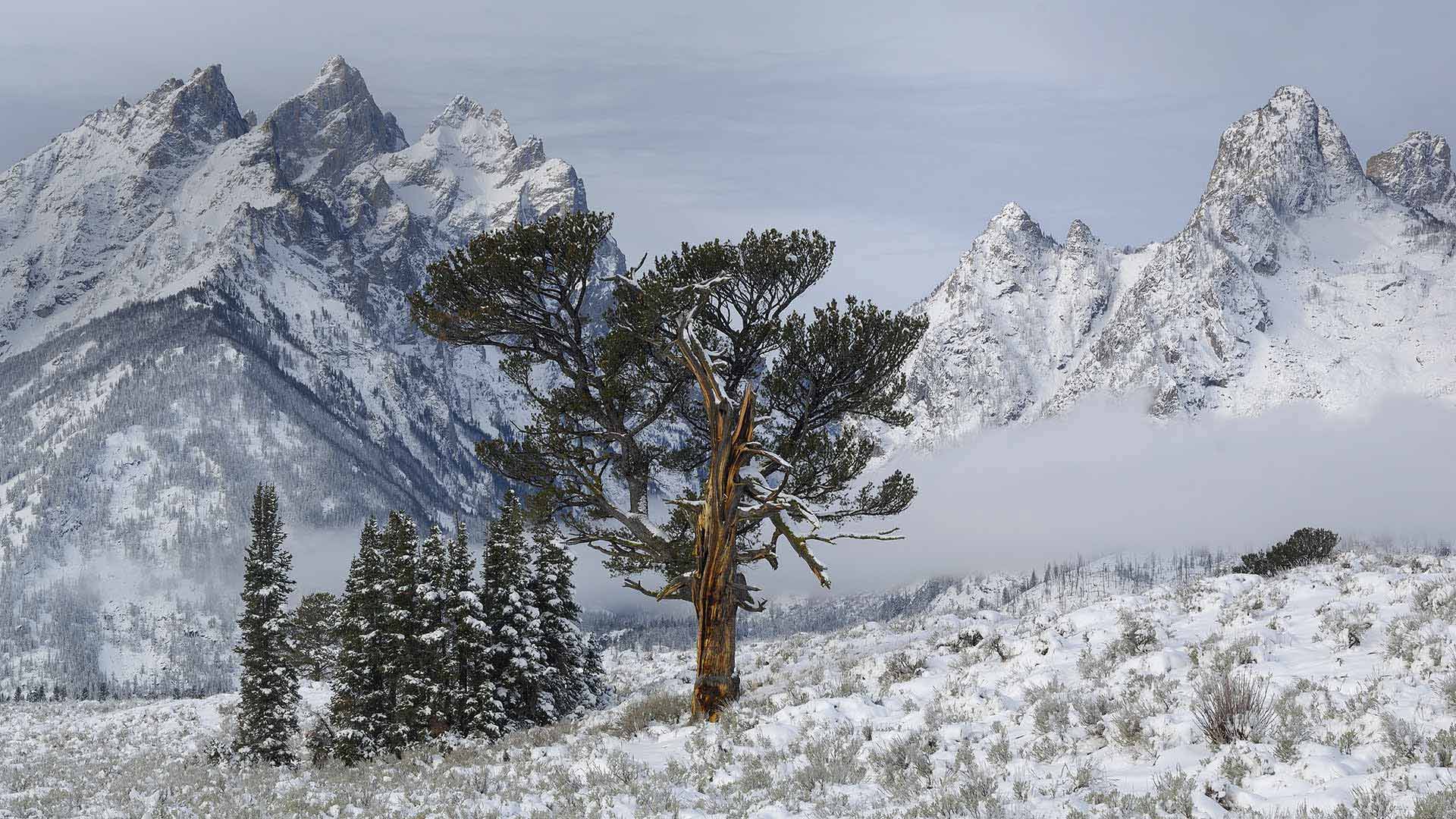 大提顿国家公园中的Old Patriarch Tree，怀俄明州 