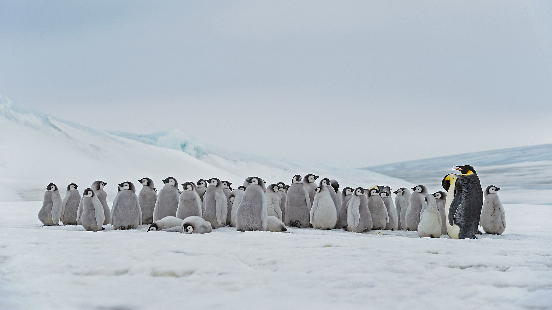 栖息在斯诺希尔岛的成年帝企鹅和幼崽，南极 