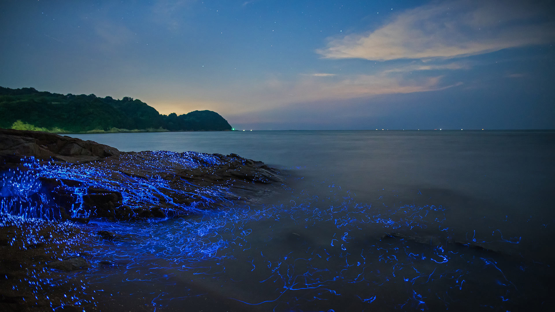 冈山沿岸的发光海洋萤火虫，日本 