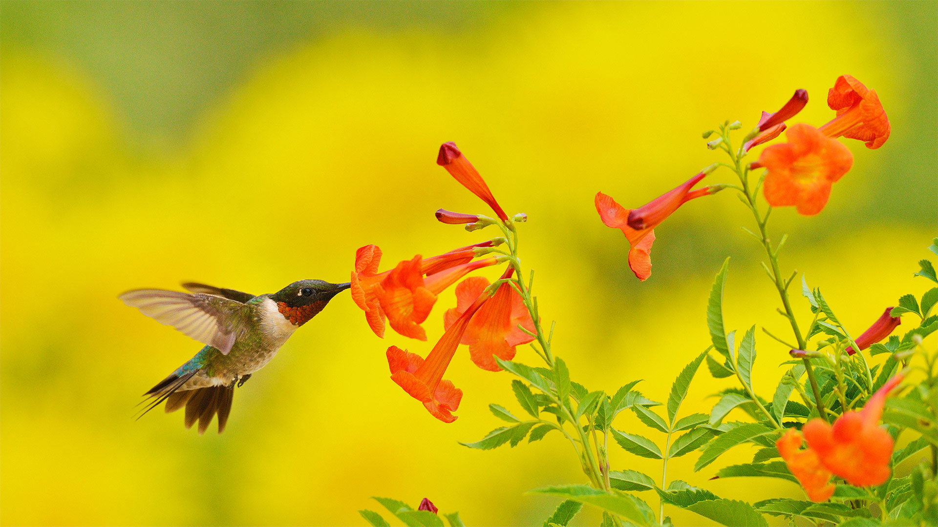 在食用黄钟花的红喉北蜂鸟，德克萨斯州丘陵地 