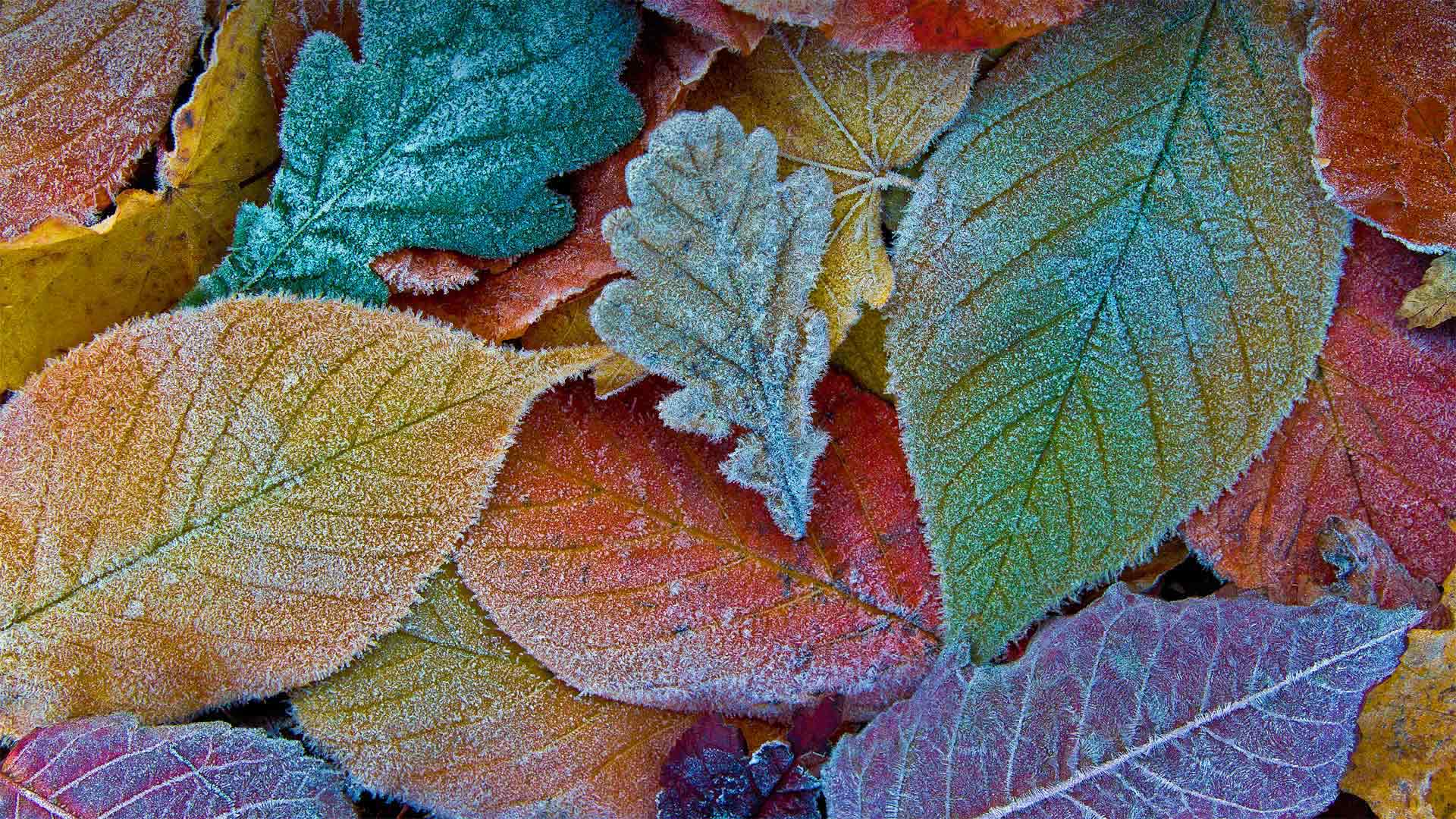 Autumn leaves coated with frost 