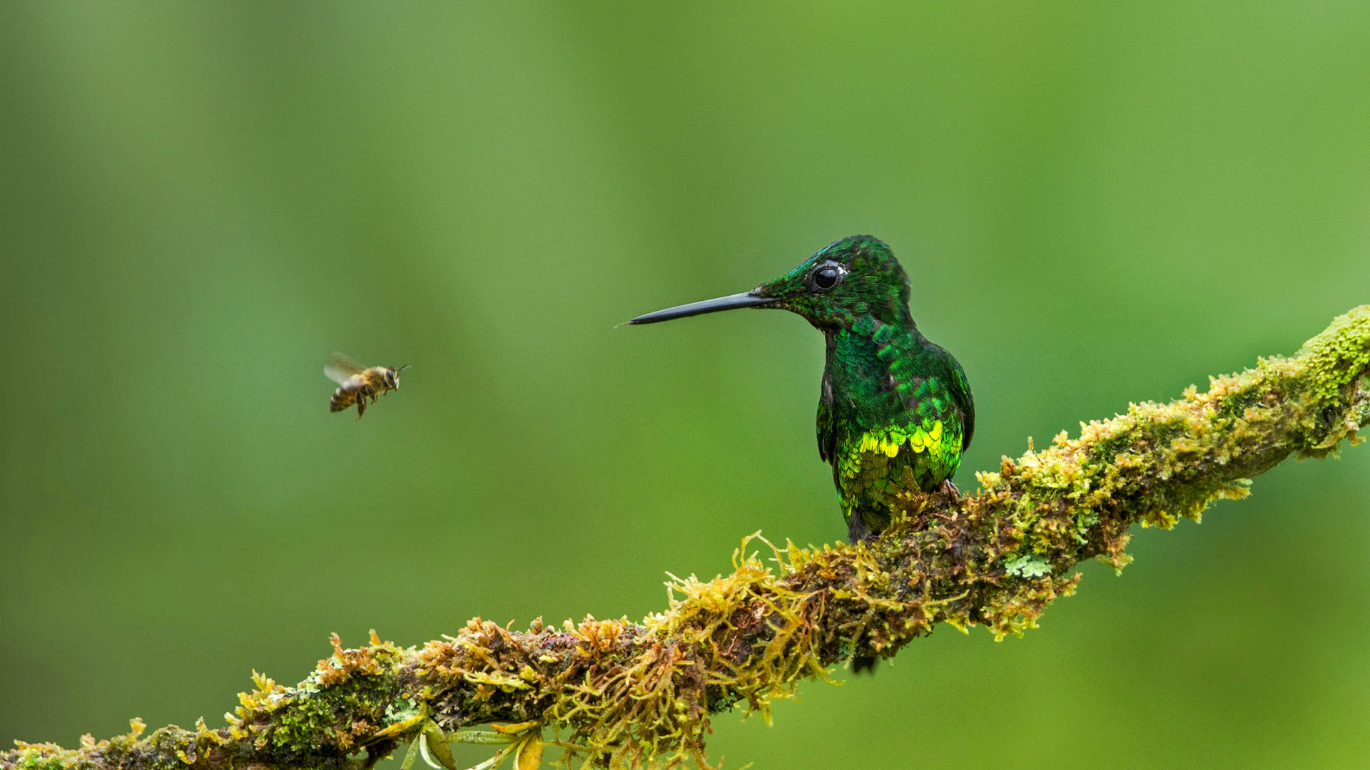 皇辉蜂鸟和蜜蜂，哥伦比亚 