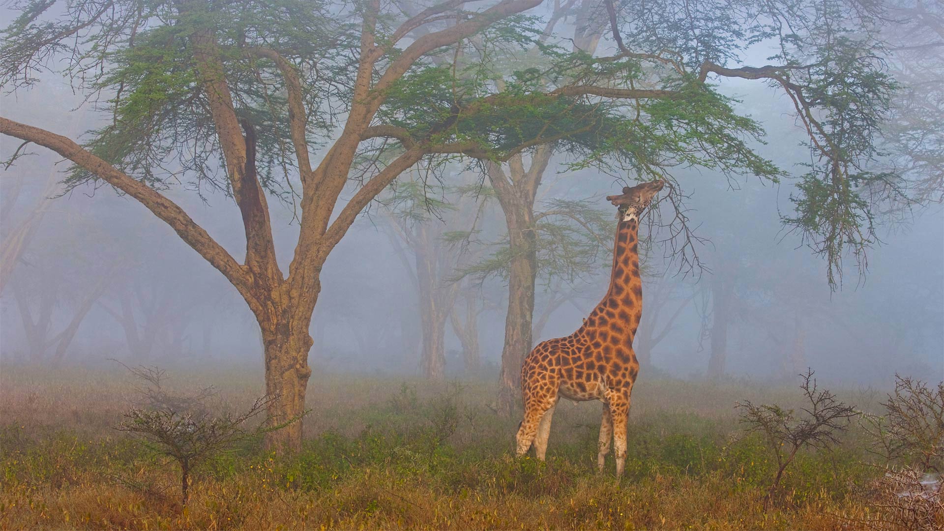 纳库鲁湖国家公园中的罗氏长颈鹿，肯尼亚 
