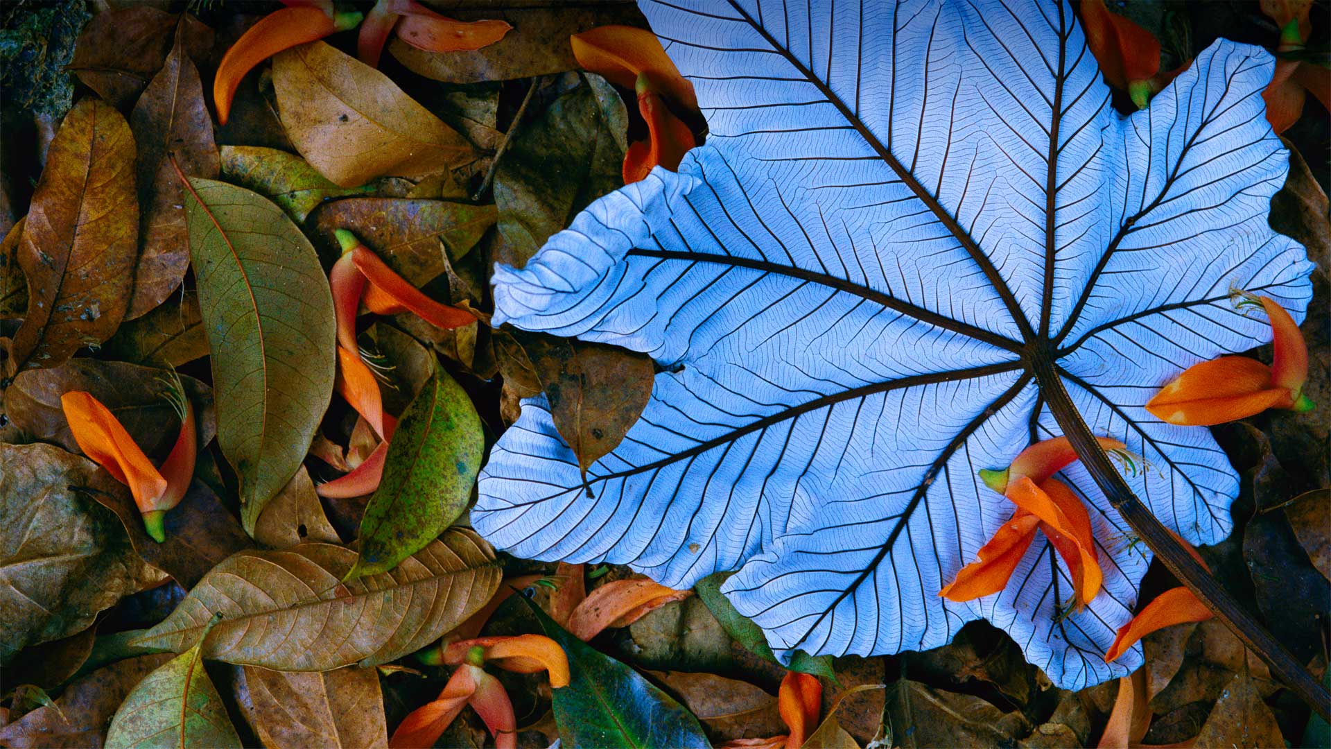 墨西哥的号角树树叶和龙虾爪花瓣