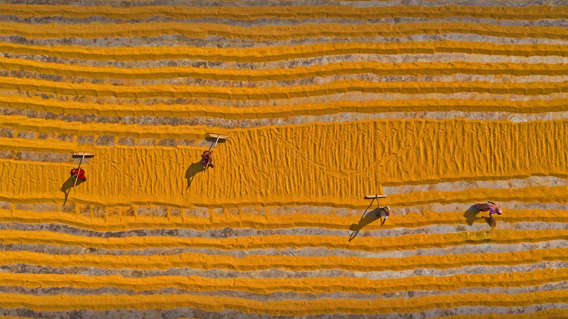 正在晾晒的大米，孟加拉国达卡 