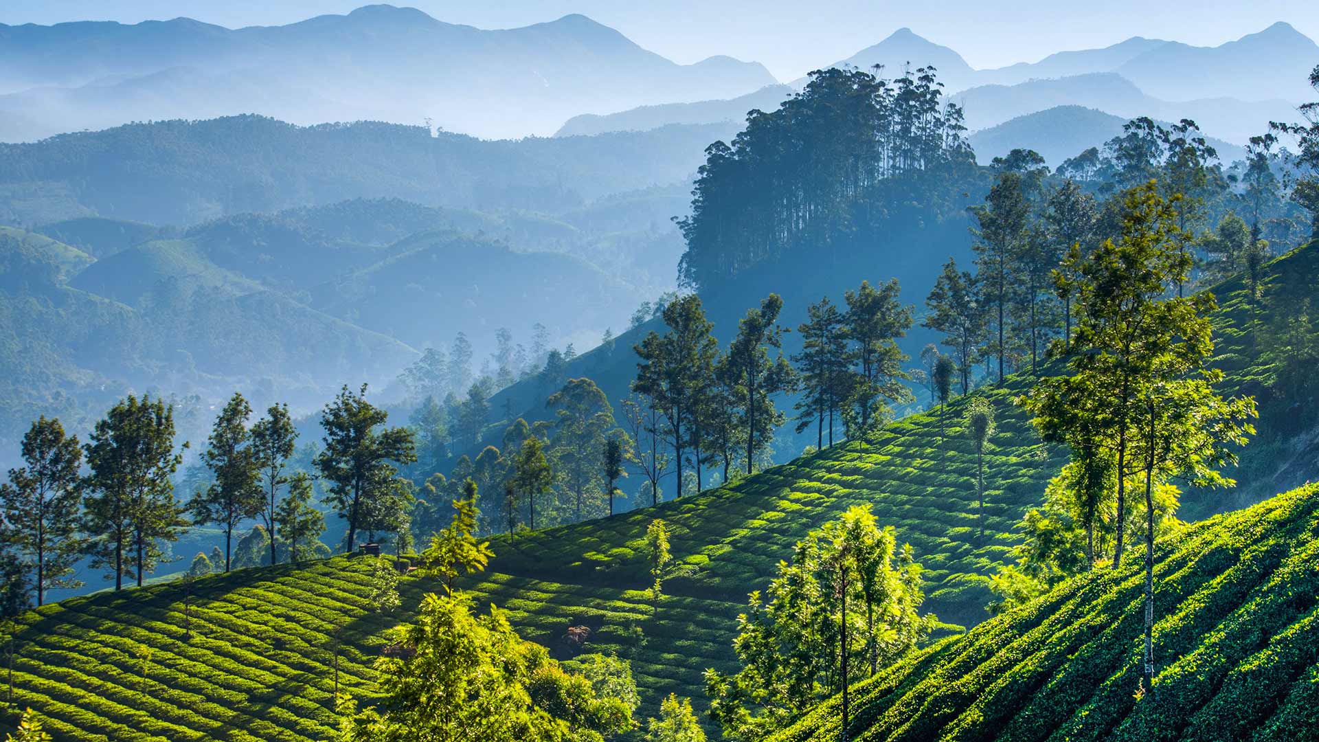 印度喀拉拉邦蒙纳尔山区的茶园