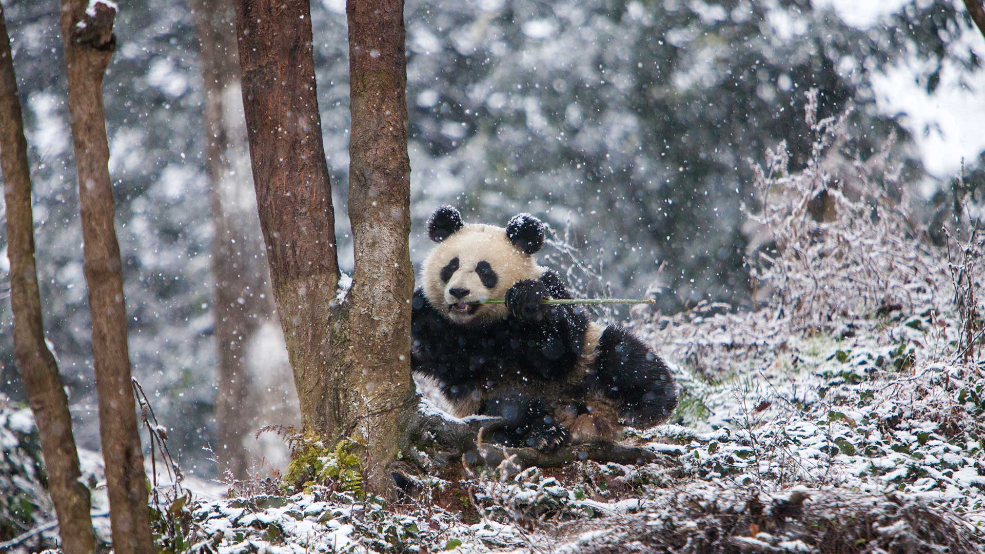 熊猫喜欢冬天吗？