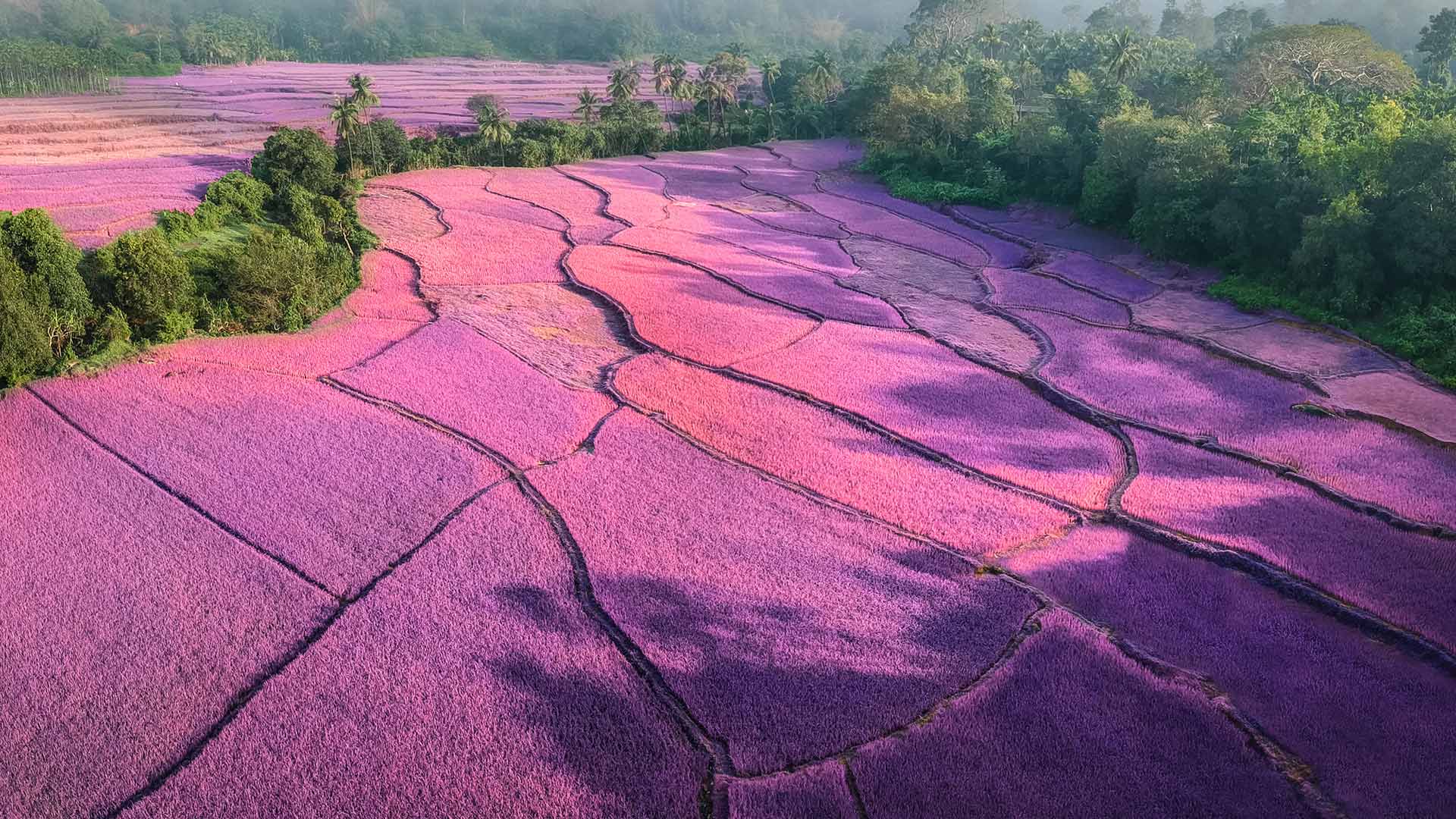 梦幻般的紫色