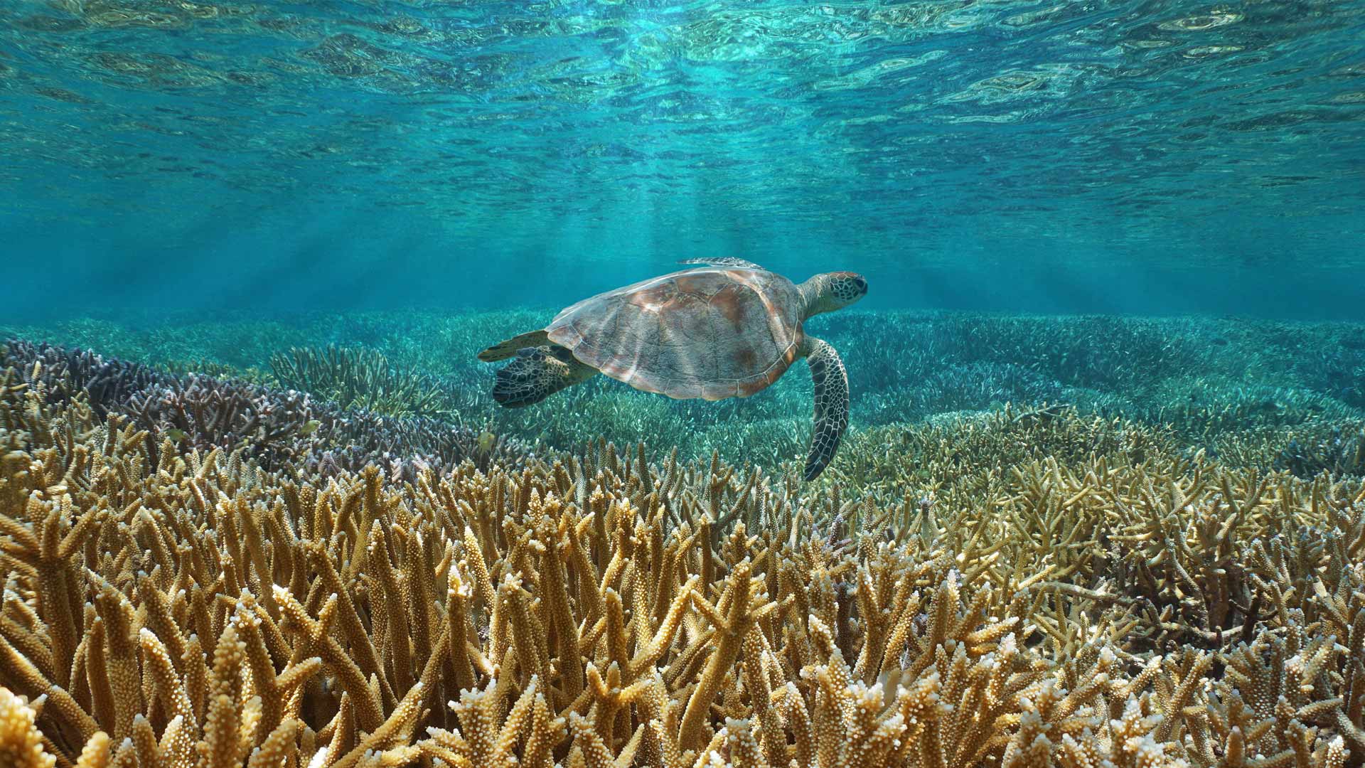 保护海洋生物——绿海龟