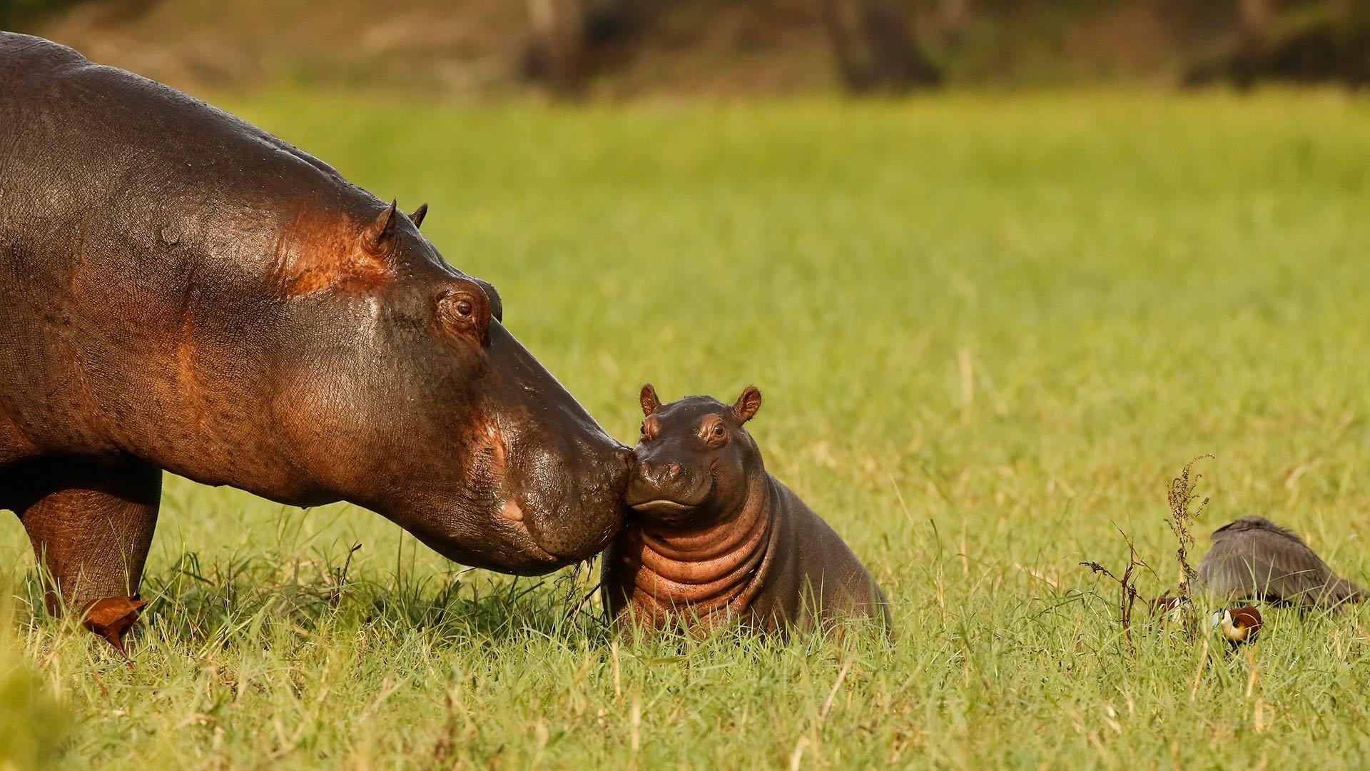 World Hippo Day, a giant celebration