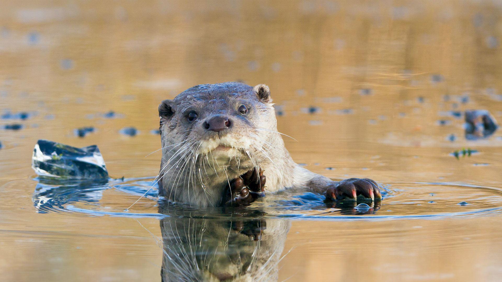 The 'otter' side of life