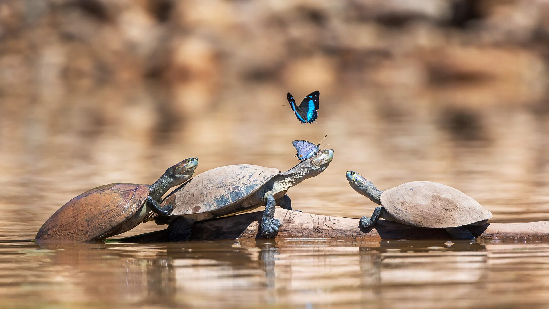 Shell yeah, turtles! - 2026年5月24日必应壁纸4K高清下载