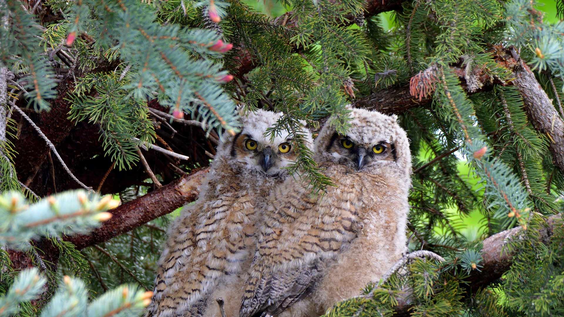 Just a couple of 'know-it-owls'